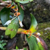 Cylindrolobus lindleyi (Thwaites) Ormerod & C.S.Kumar